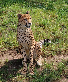 Leopard, Predator, Big Cat, Cat, Cat, Wildcat, stains, zoo HD wallpaper