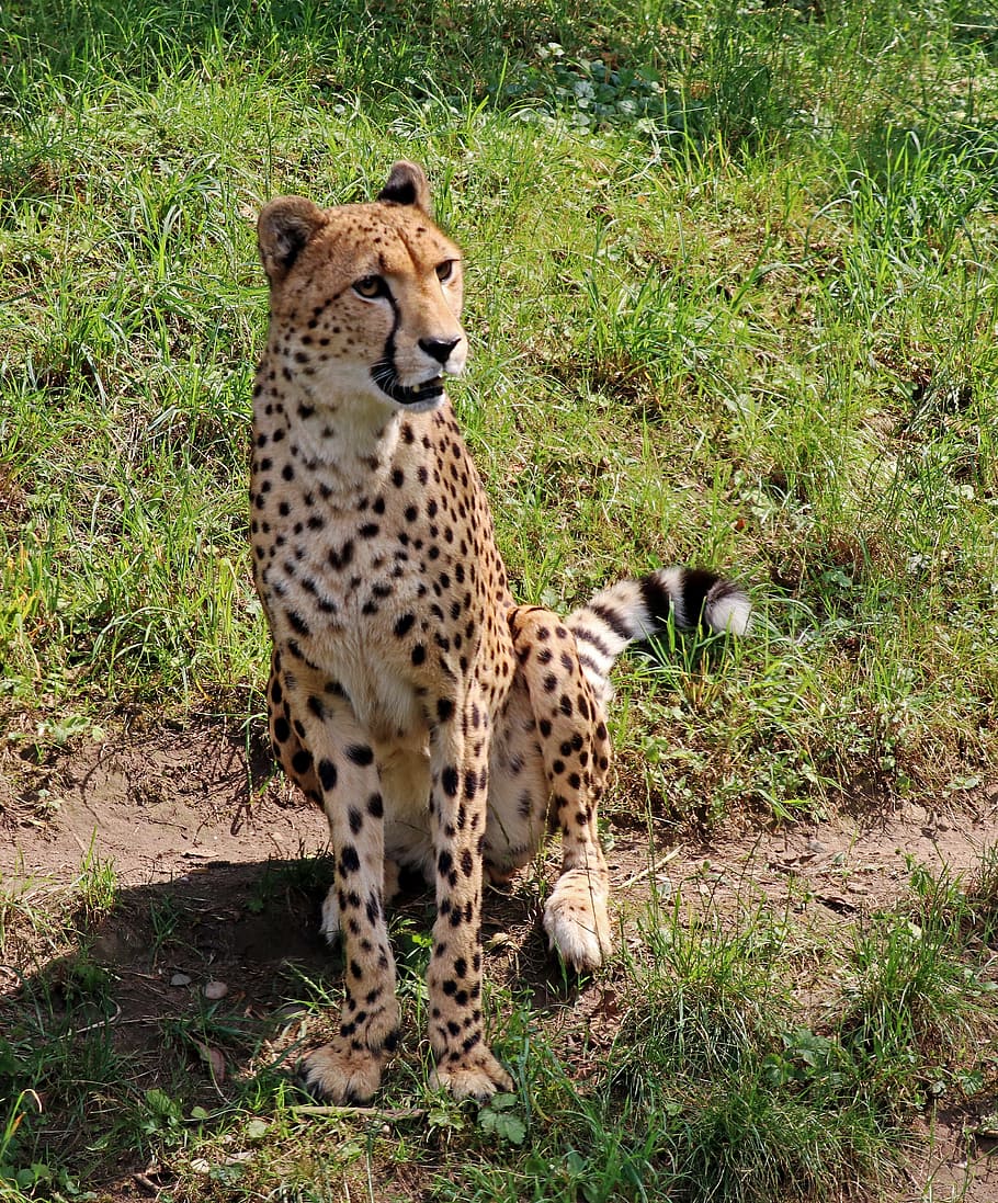 Leopard, Predator, Big Cat, Cat, Cat, Wildcat, stains, zoo HD wallpaper
