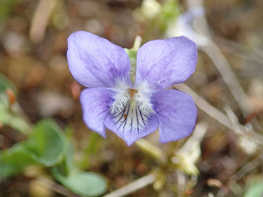 violet, flora, flower, spring, flowering plant, freshness, vulnerability HD wallpaper