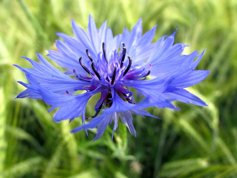 selective focus photography of blue cornflower, summer, blossom HD wallpaper