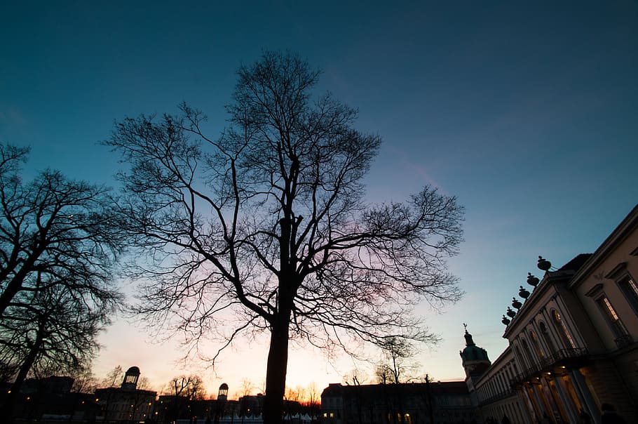 Winter, Silhouette, Tree, Night, Sunset, landscape, city, berlin HD wallpaper