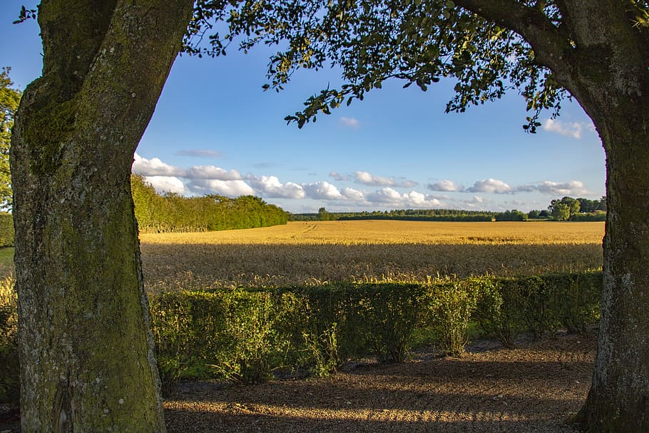 corn field, sky, blue, clouds, landscape, trees, plant, tranquil scene HD wallpaper