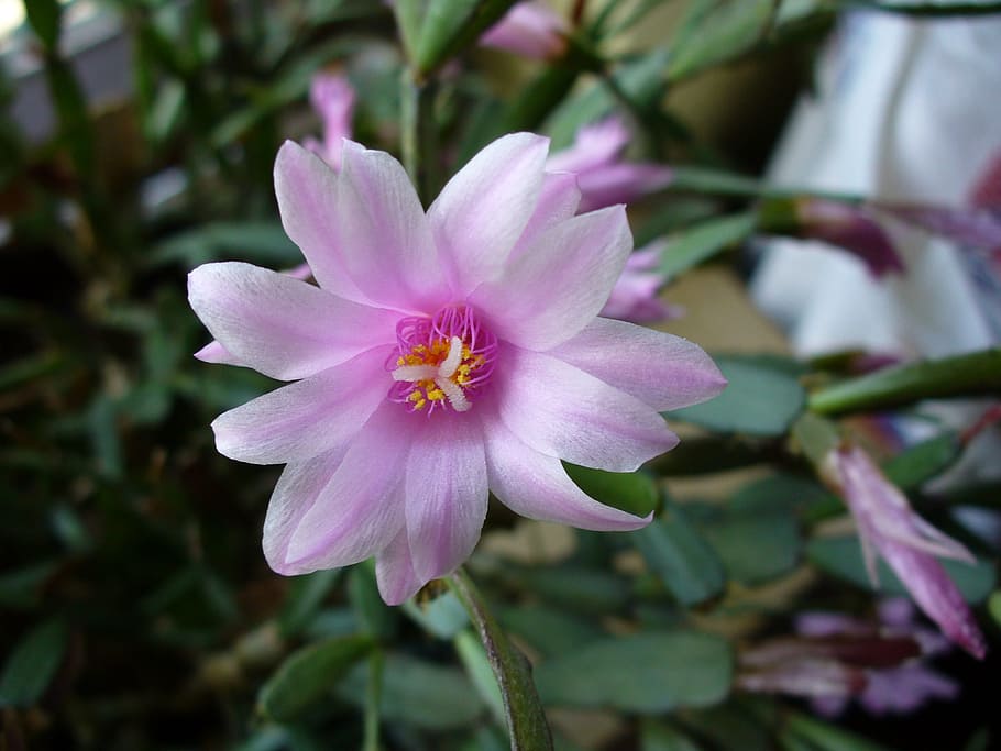 easter cactus, cactaceae, blossom, bloom, pink, macro, flowers HD wallpaper