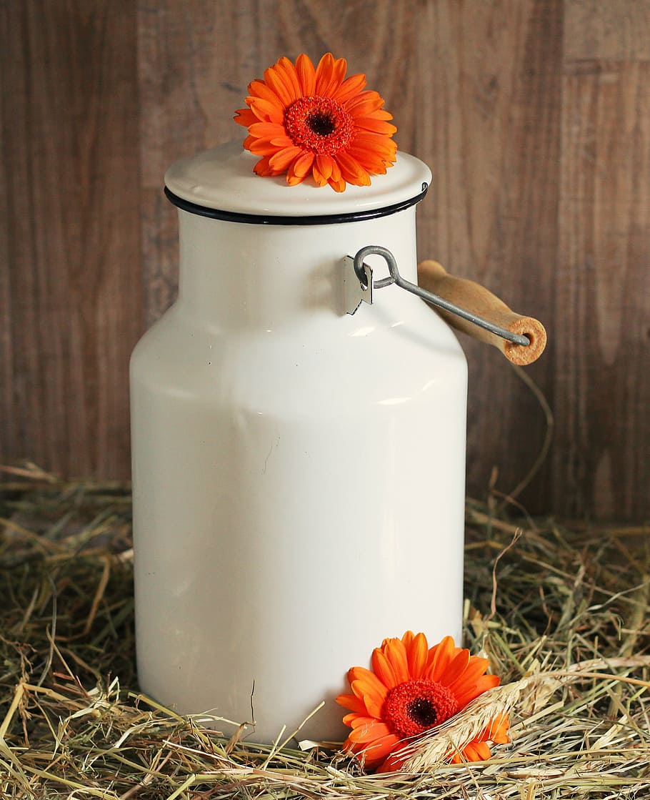 white ceramic jar with orange flower on top, milk can, gerbera, HD wallpaper