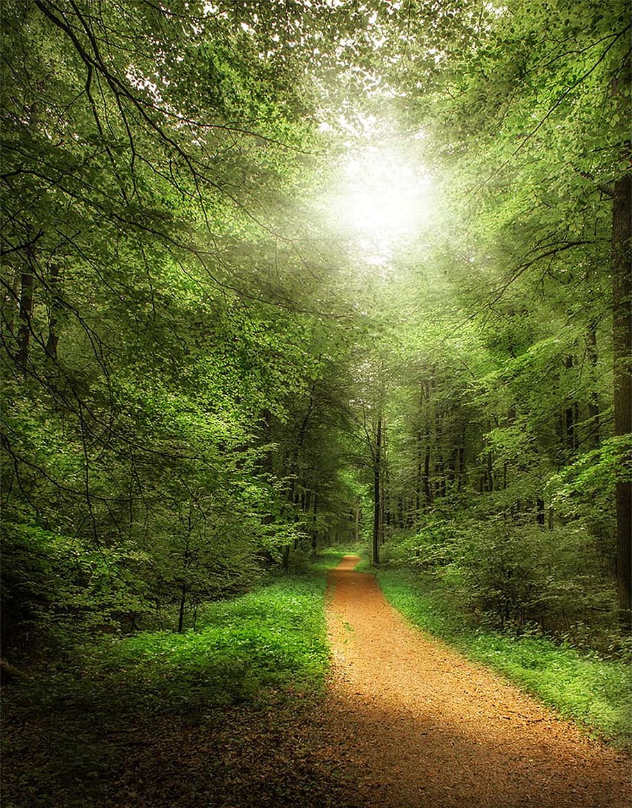 Forest, Path, Away, Nature, Trees, forest path, sunny, summer HD wallpaper
