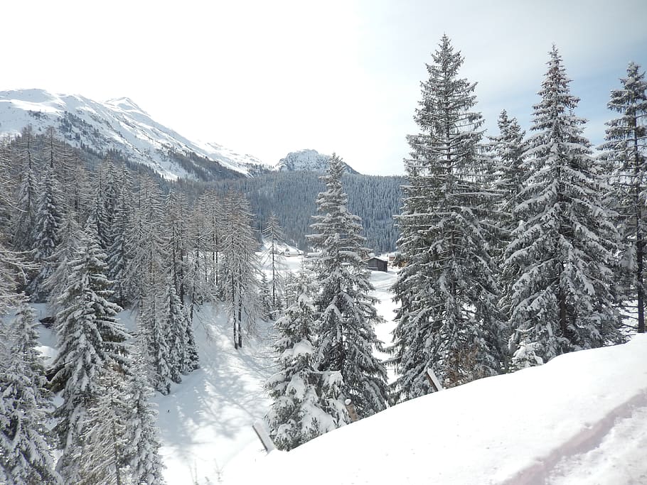 Wintry, Davos, Graubünden, snow, winter, nature, forest, landscape HD wallpaper