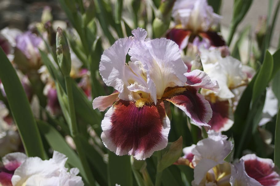 iris, pink, red, nature, flower, spring, bloom, colorful, petals HD wallpaper