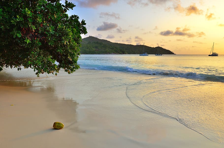 brown stone near green tree on seashore at sunset, beach, dawn HD wallpaper