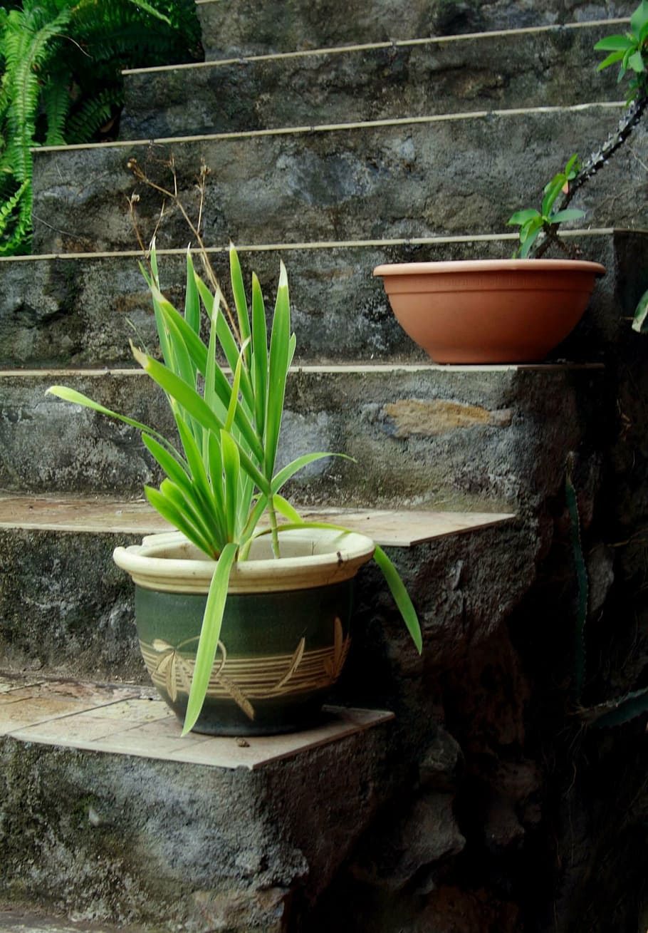 green leaf plant on pot, stair, concrete, steps, plants, pots HD wallpaper