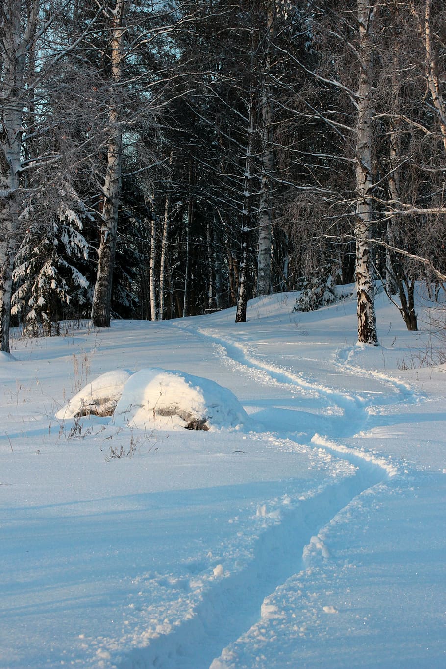 finland, landscape, forest, trees, woods, winter, snow, tracks HD wallpaper