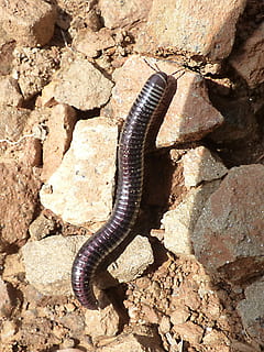 Worms, Millipede, Centipede, ommatoiulus rutilans, one animal HD wallpaper