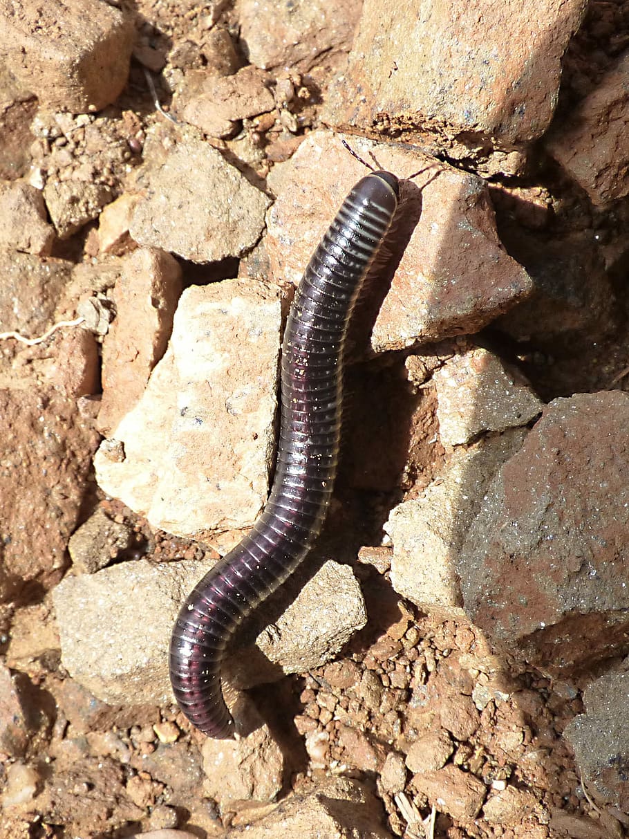 Worms, Millipede, Centipede, ommatoiulus rutilans, one animal HD wallpaper