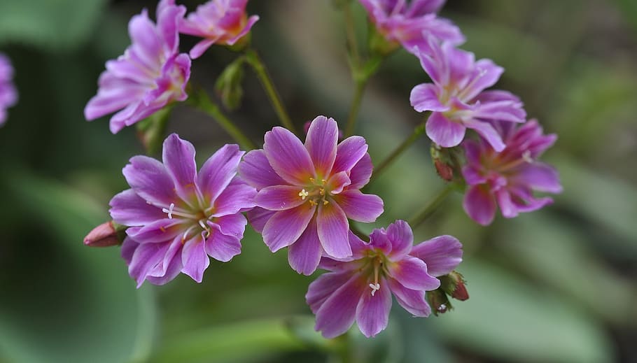 shallow focus photo of pink flowers, bitterwurz, plant, stone garden HD wallpaper