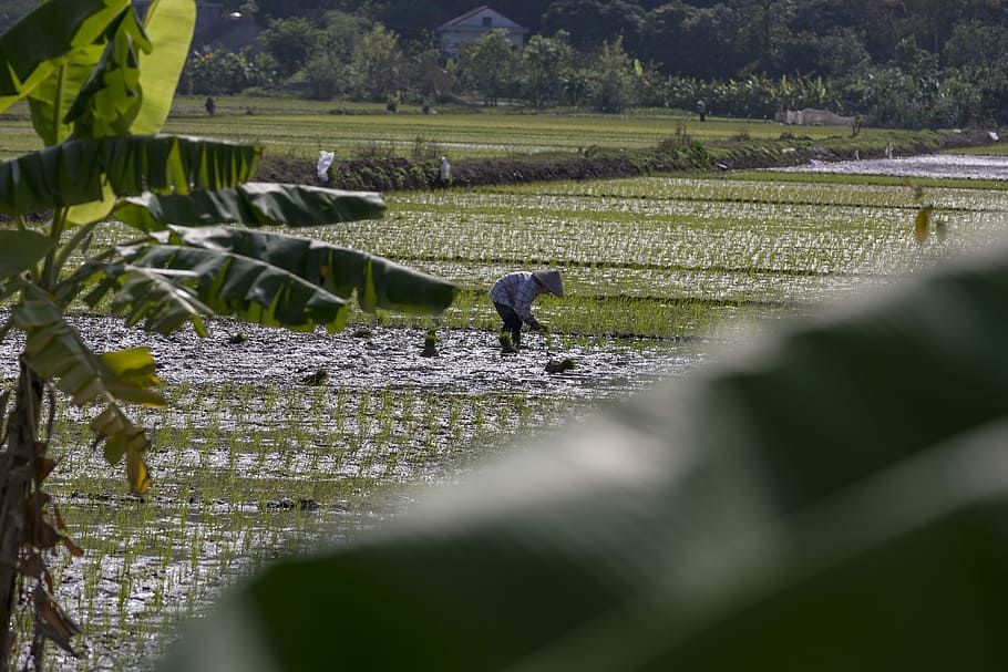 Planting Rice, person standing on rice field, growing, picking HD wallpaper