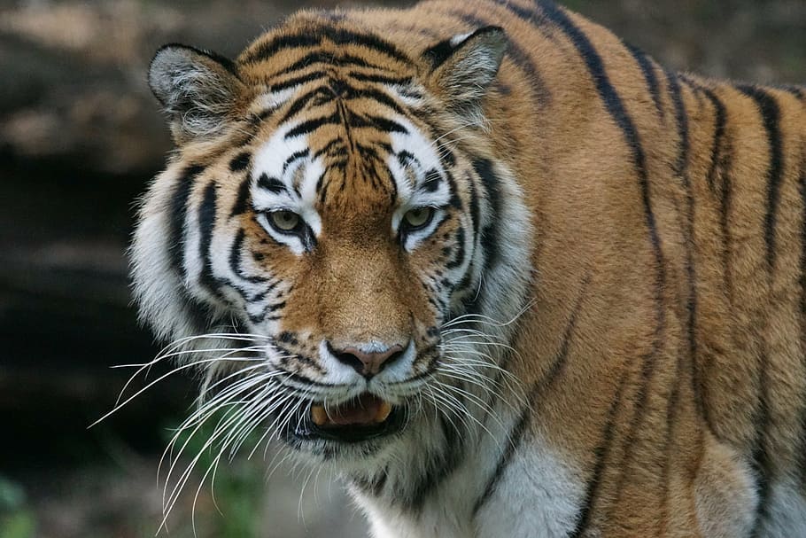 close-up photo of bengal tiger, amurtiger, predator, cat, carnivores HD wallpaper