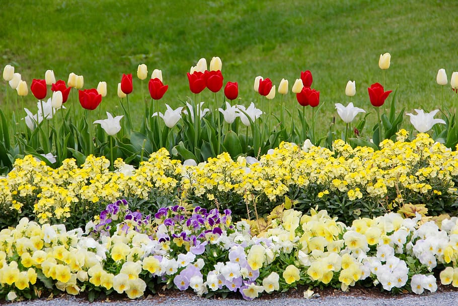 Tulips, Tulipa, tulpenzwiebel, breeding tulip, red, white, yellow, HD wallpaper