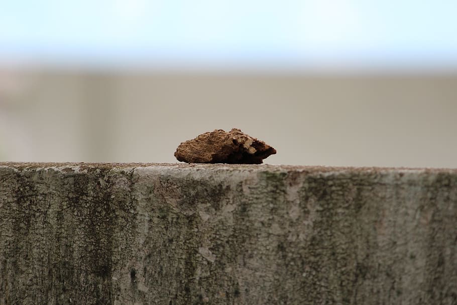 wall, wood piece, alone, focus on foreground, no people, close-up HD wallpaper