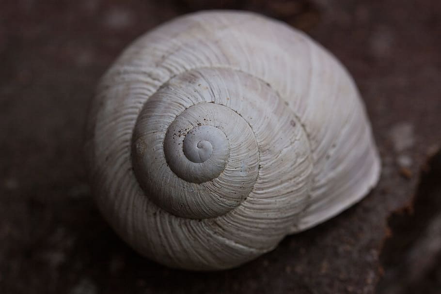 snail, snails, helix, spiral, pomatia, shell, old, weathered HD wallpaper
