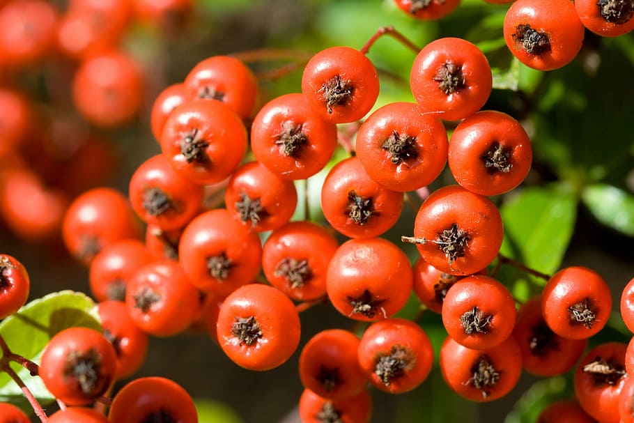 berry, berries, red, ripe, macro, fruit, food, food and drink HD wallpaper
