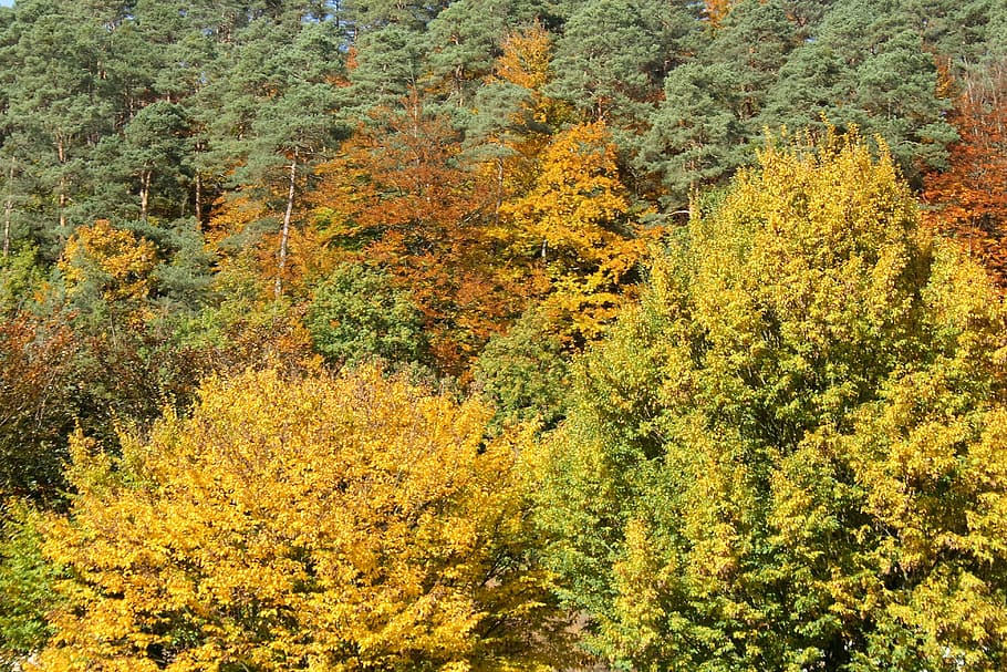 autumn, forest, trees, leaves, golden october, sun, colorful HD wallpaper