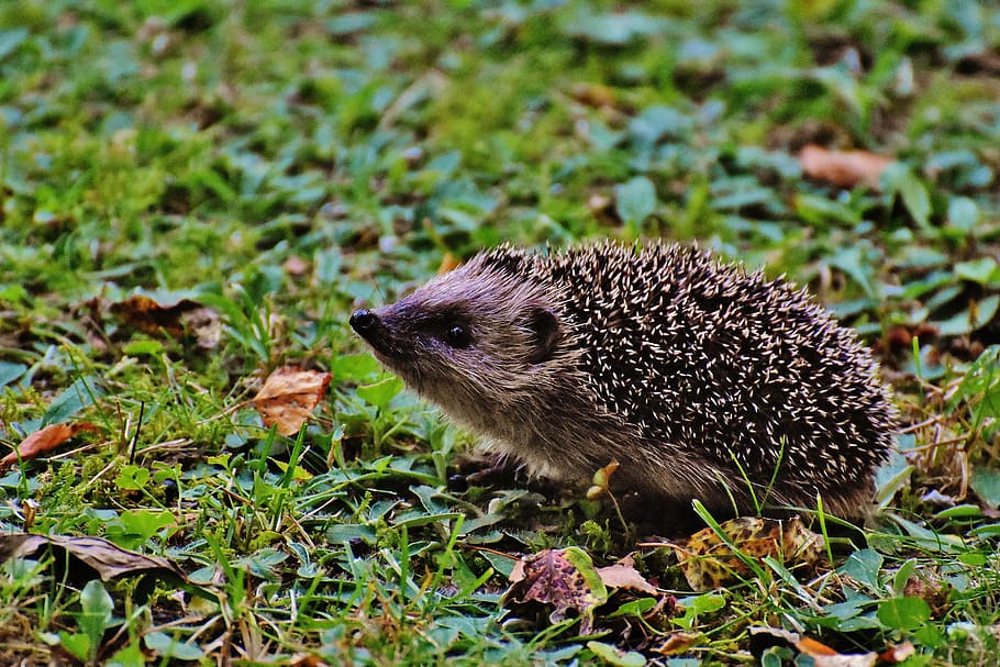 hedgehog on ground, hedgehog child, young hedgehog, animal, spur