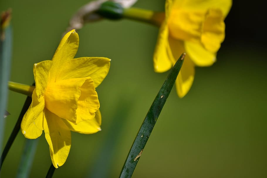 daffodil, flower, yellow, spring, green, garden, plant, gardening HD wallpaper