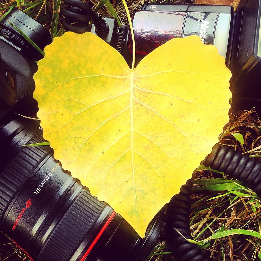 love, heart, yellow, photography, canon, flash, foliage, instagram HD wallpaper