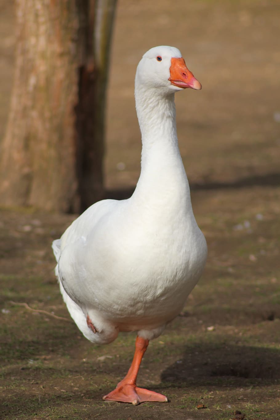 Goose, Bird, Poultry, Feather, Geese, st martin's goose, birds HD wallpaper