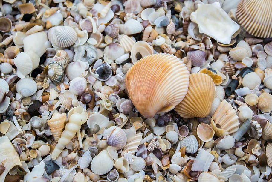 the mussels, shell, sea, beach, sand, nature, animal Shell HD wallpaper