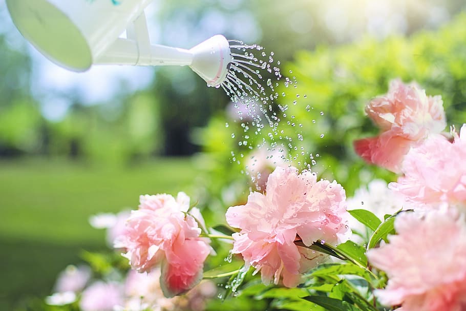 white watering can watering the pink flower, watered, flowers, HD wallpaper
