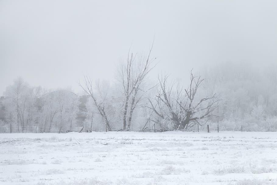 winter, ice fog, tree, cold, nature, landscape, cold temperature HD wallpaper