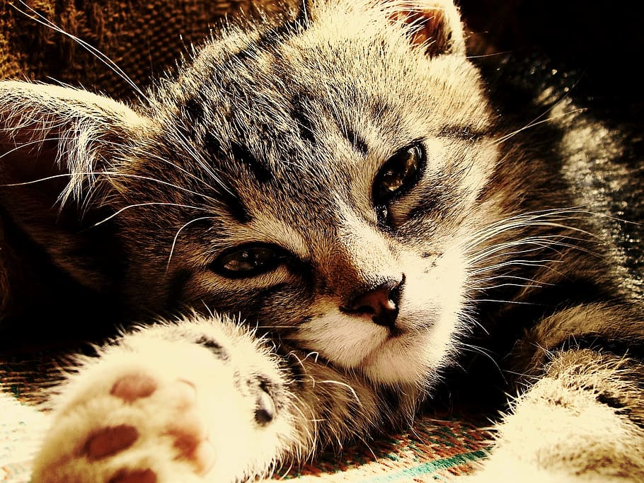 tabby kitten lying on brown surface, rays, sunny, sad, feline HD wallpaper