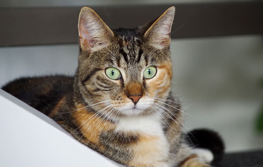 Cat, Cats, Animal, domestic cat, pets, one animal, looking at camera HD wallpaper