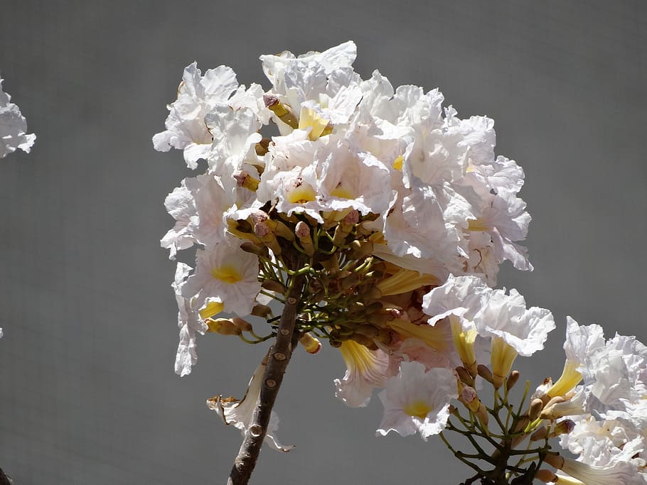white flower, ipê, flowers, ipe flowery, spring, beautiful