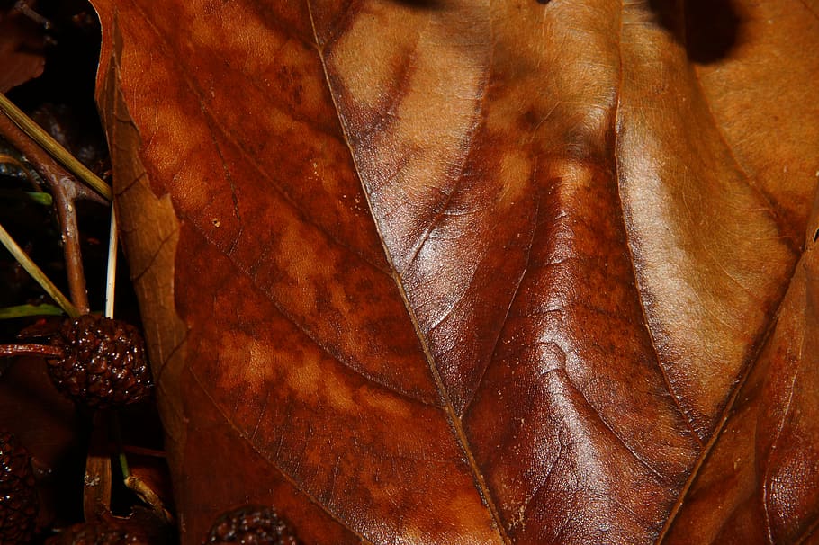 leaf, fallen, brown, autumn, fall foliage, close-up, human body part HD wallpaper