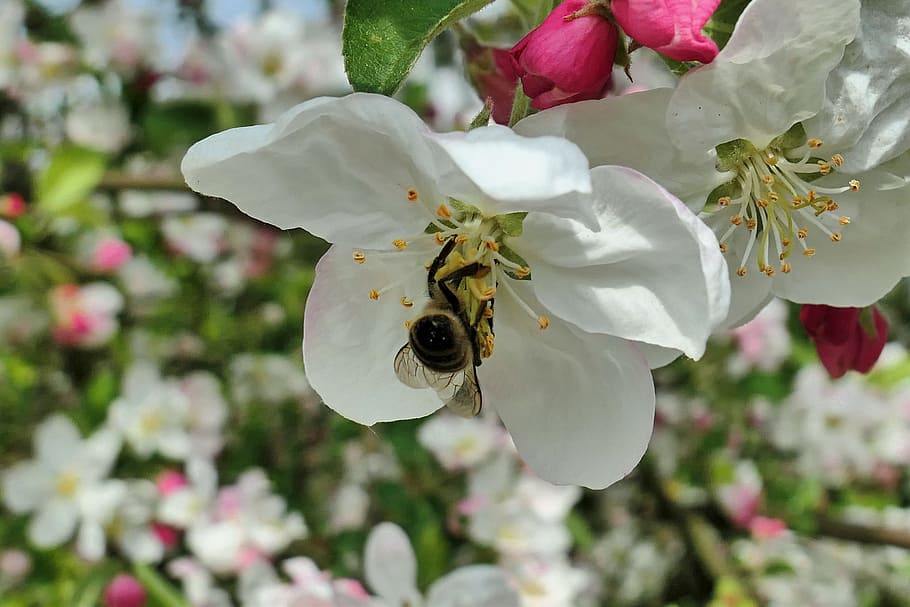 Spring, Hummel, Flowers, Plant, Nature, sky, tree, close, blossom HD wallpaper