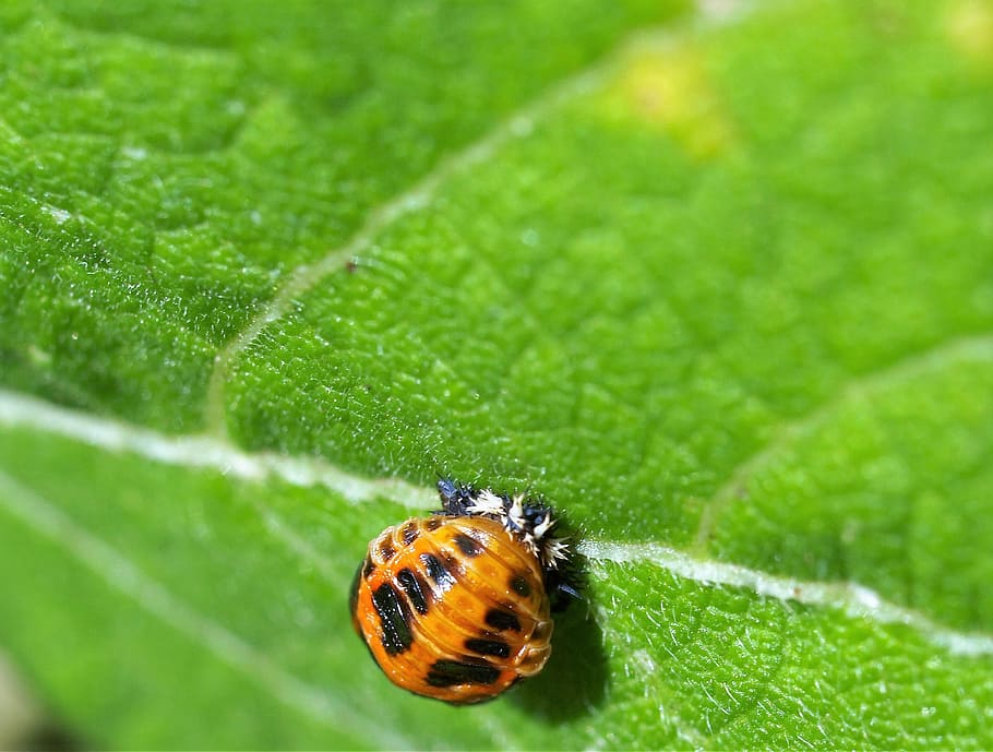 nature, leaf, outdoors, insect, invertebrate, plant part, animal HD wallpaper