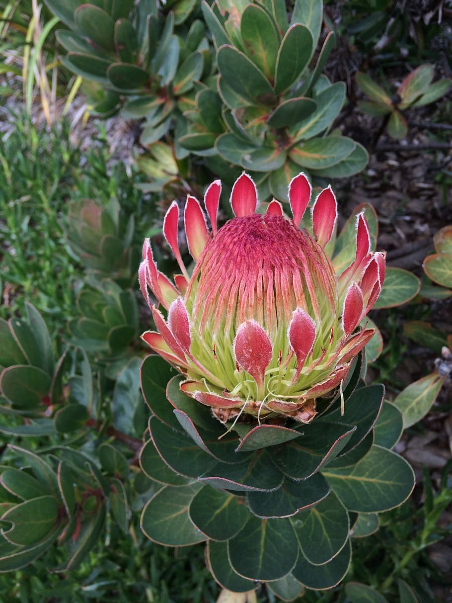 protea, flower, garden, botanical, floral, blooming, flowering HD wallpaper