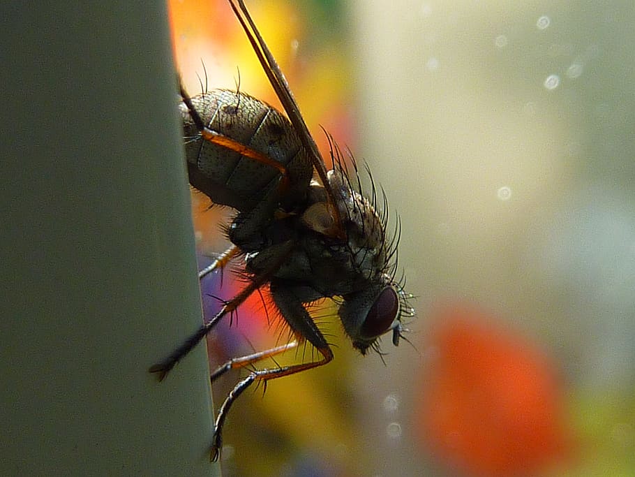 fly, nature, insect, macro, invertebrate, animal themes, animal wildlife HD wallpaper