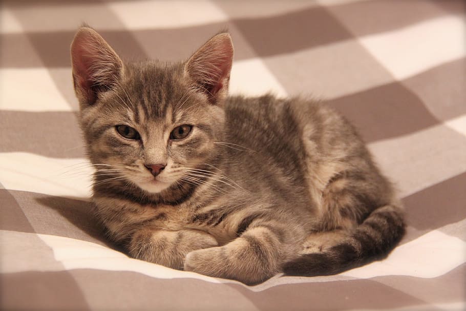 brown tabby kitten on cloth, cat, cute, pets, animals, cats HD wallpaper
