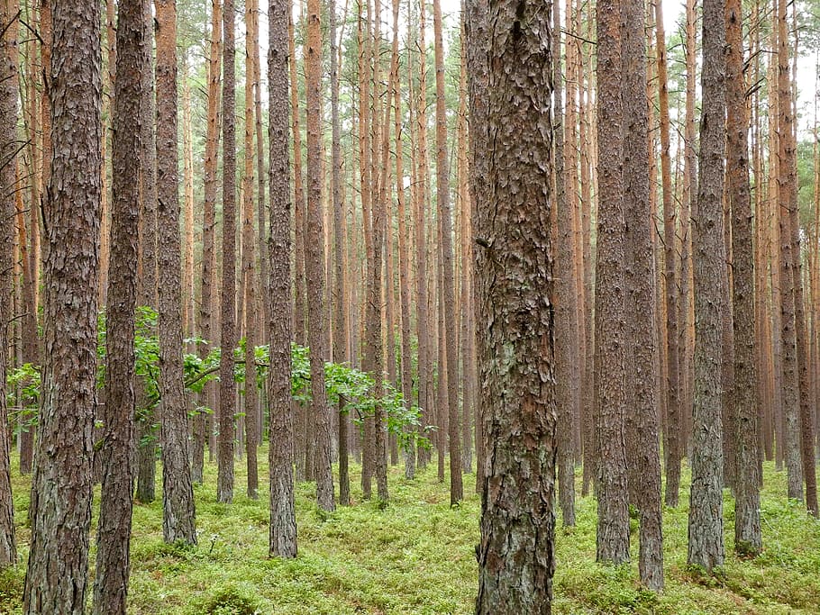 forest, tree trunks, wood, trees, land, plant, woodland, tranquility HD wallpaper