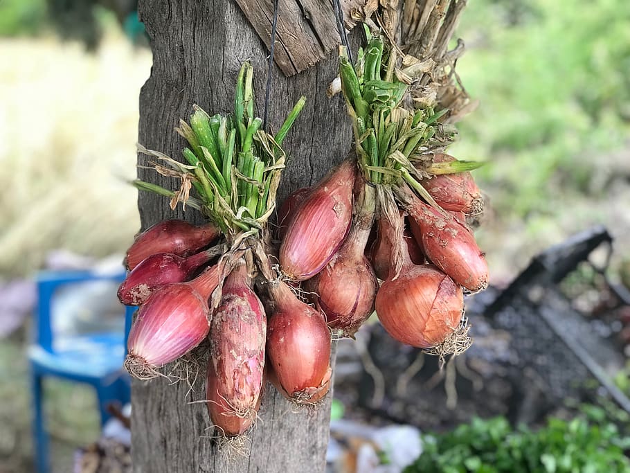 onion, hanging, food, garden, macro, farm, time, drying, shallot