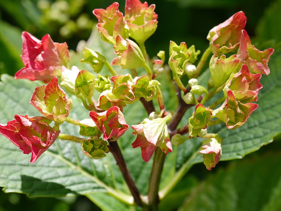 flower, nature, garden, hydrangea, beauty in nature, plant part HD wallpaper