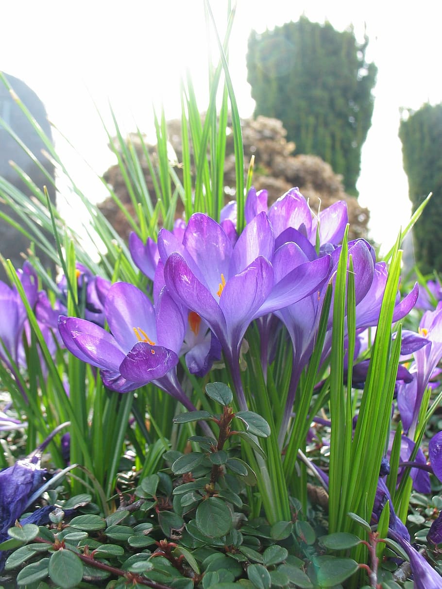 crocus, purple, spring, spring awakening, harbinger of spring HD wallpaper