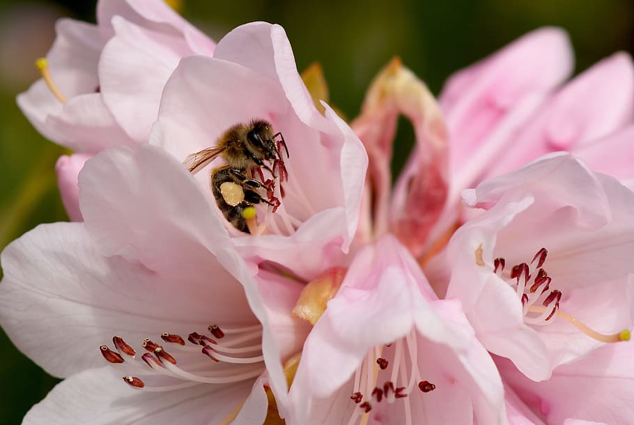 rododendron, bee, pink, blossom, bloom, flower, close, pollination HD wallpaper
