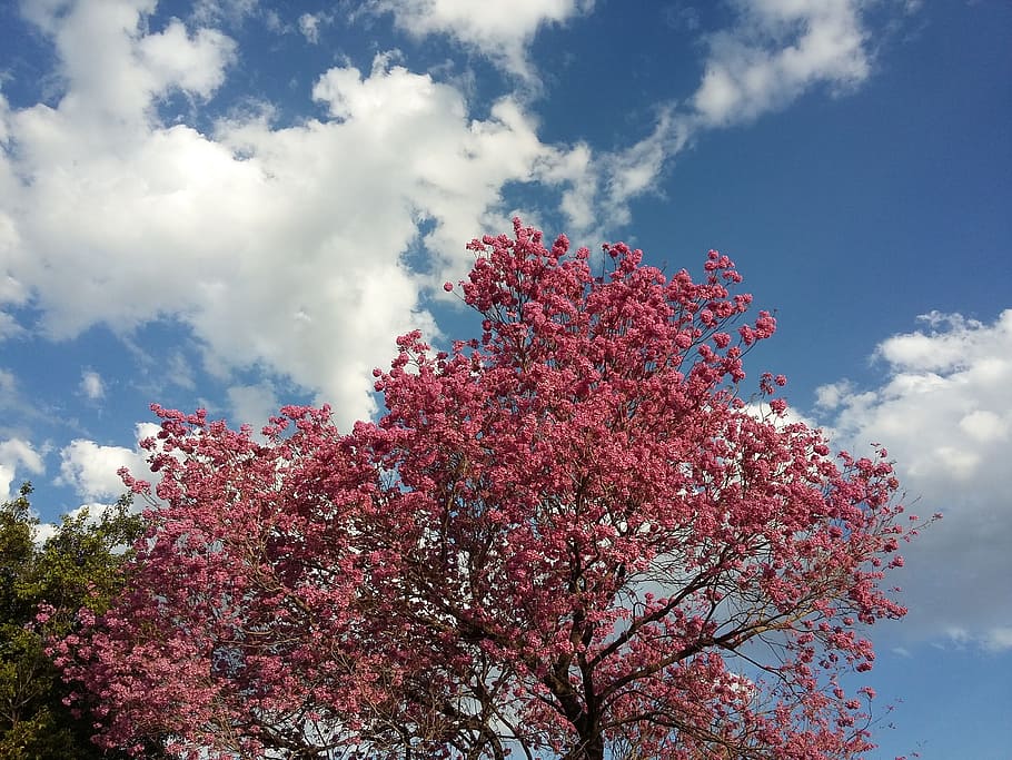 Lapacho, Argentina, Reconquista, Tree, flower, rosa, pink, spring, HD wallpaper