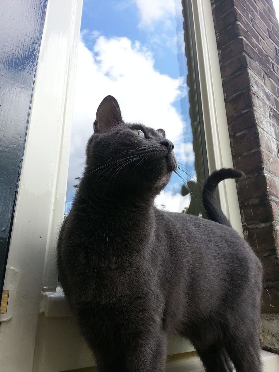 cat, russian blue, clouds, window, rhombus, artfully, air, surreal HD wallpaper