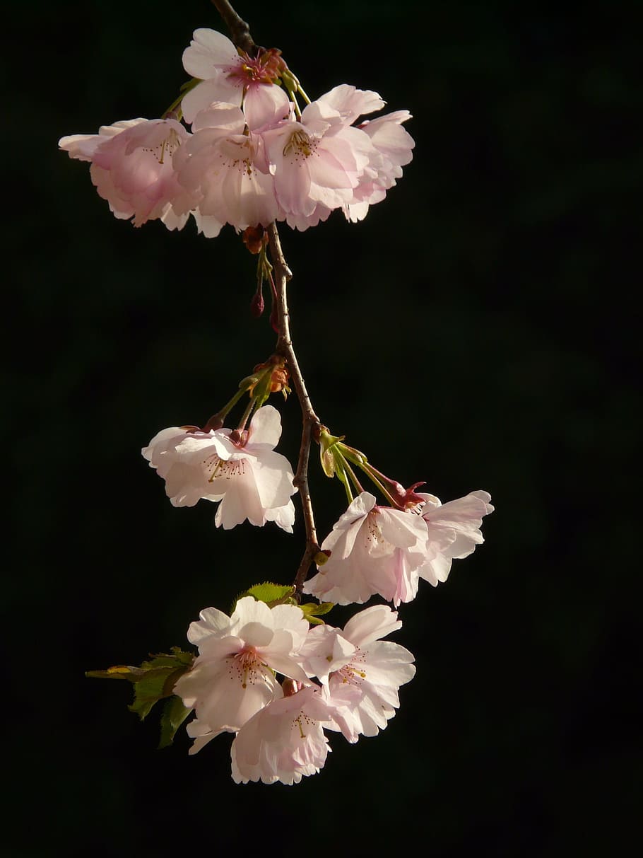 macro photo of falling white petaled flower, cherry blossom, bloom, HD wallpaper