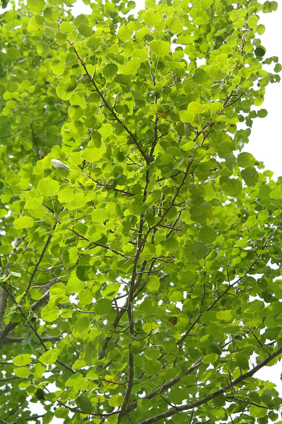 canopy, leaves, foliage, tree, green, aspen, agrimony, populus tremula HD wallpaper