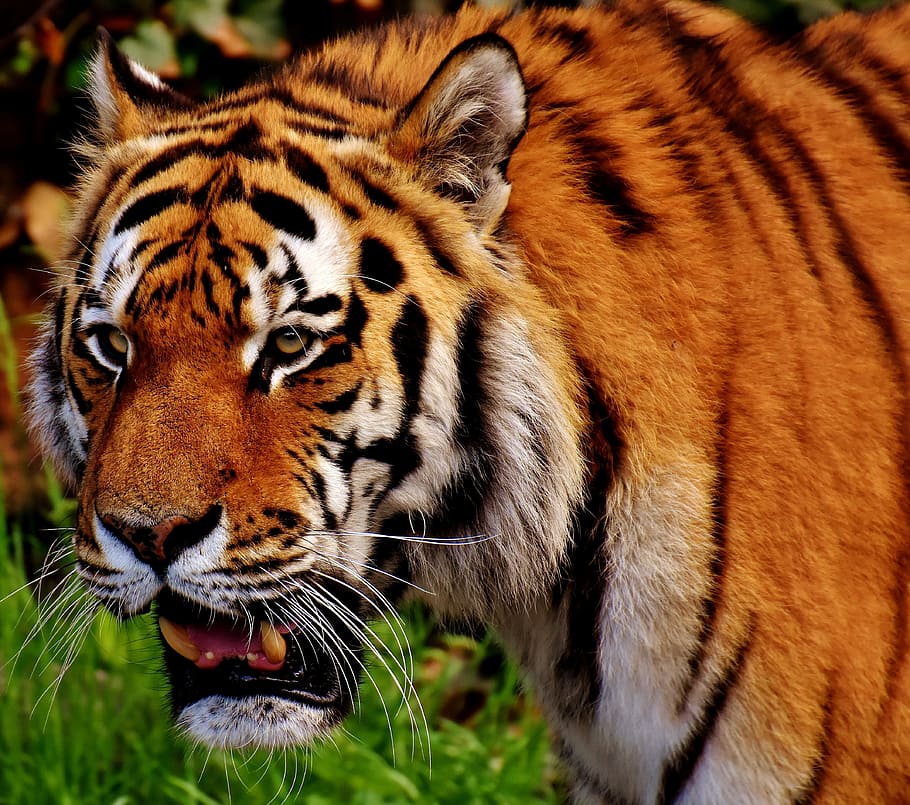 wildlife photography of orange and black tiger, predator, fur HD wallpaper